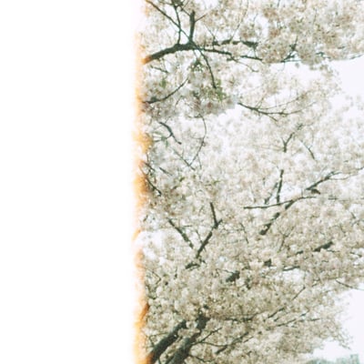 filmで綴る:𝚜𝚊𝚔𝚞𝚛𝚊❀.*ﾟ𝚜𝚊𝚔𝚞𝚛𝚊❀.*ﾟ
