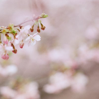 filmで綴る:sakura色｡❀ 𓂃𓈒𓏸
