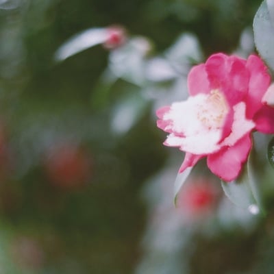 filmで綴る:雪と山茶花❄️.*˚
