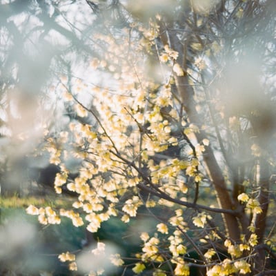 filmで綴る:winter sweet…✿.*・