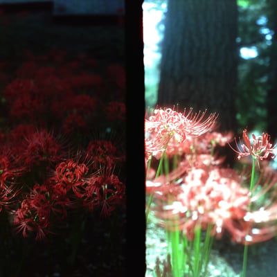 filmで綴る:緋色の花‪✿