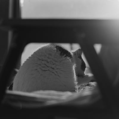 ねこ