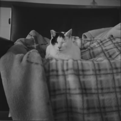 ねこ