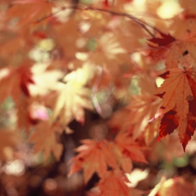 紅葉
