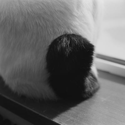 ねこ