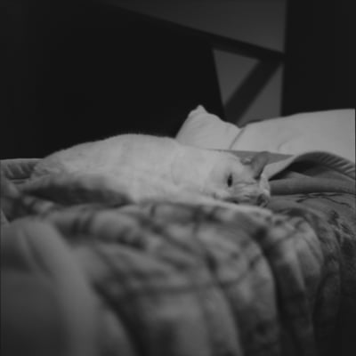 ねこ