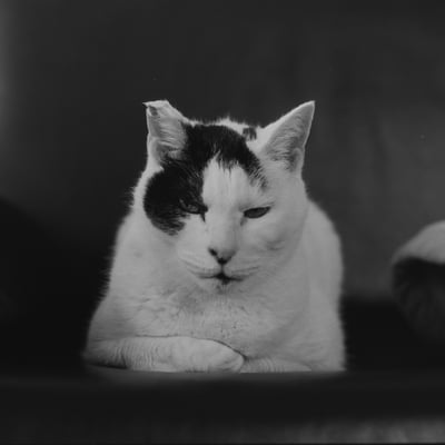 ねこ