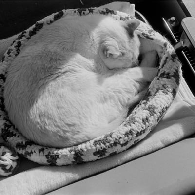 ねこ