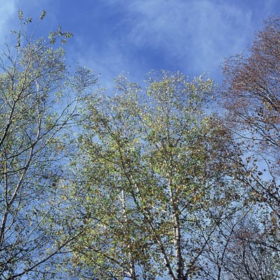 ざわざわする空