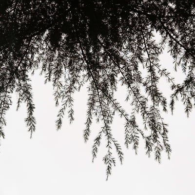 陰葉