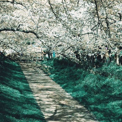 タコ桜