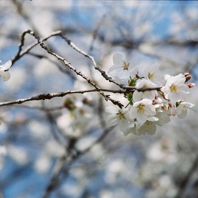 権現堂の桜