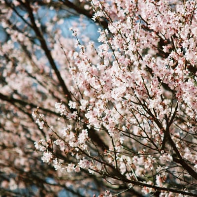 権現堂桜堤
