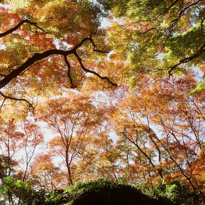 紅葉