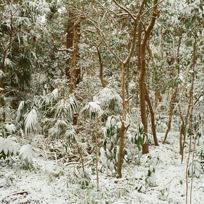 雪の森