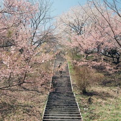 桜の階段