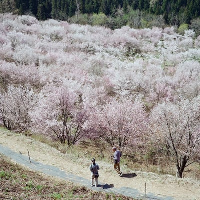 福島の桜