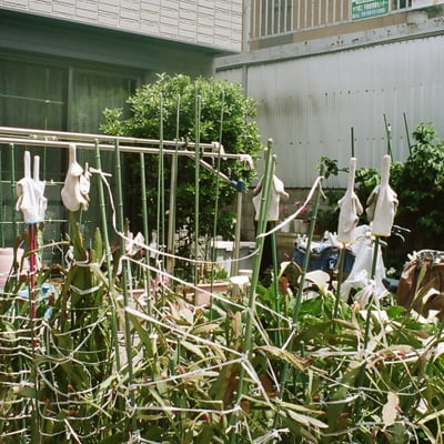 不穏な花園