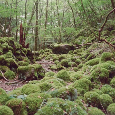 苔の森