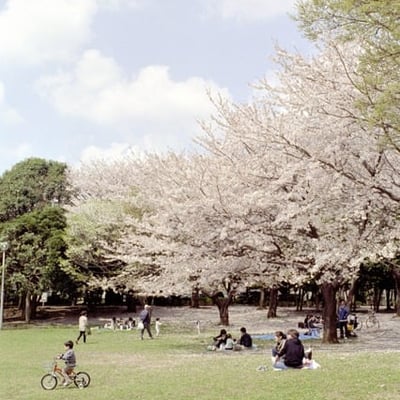 花見風景
