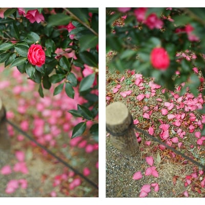 山茶花