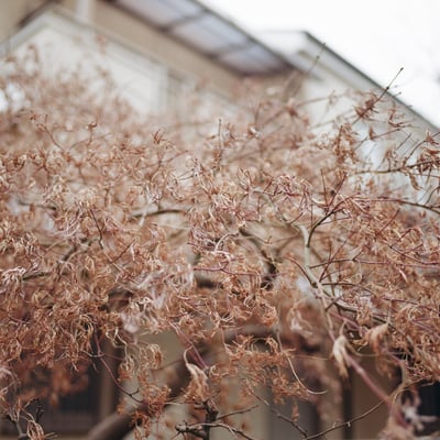 75mmF2.8AL
