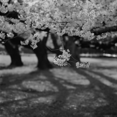 ことしの桜🌸