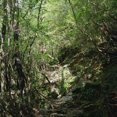 屋久島