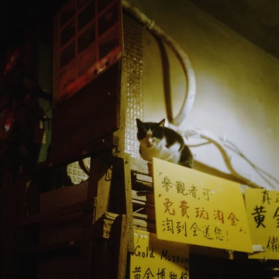 九份の猫