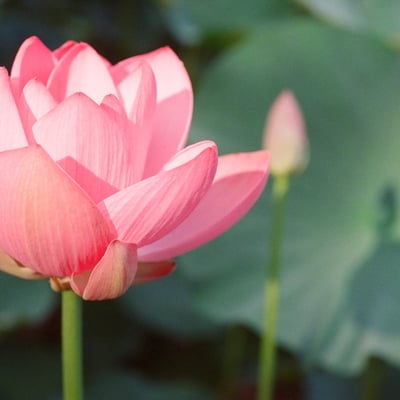 蓮花