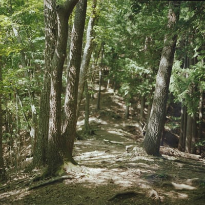 山歩き