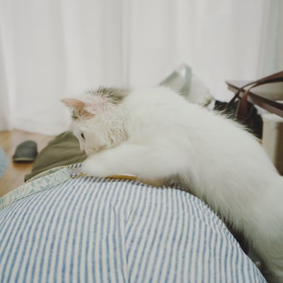 腹の上のにゃんこ