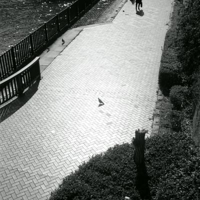 鳩