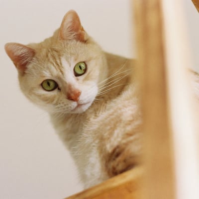 にゃん、にゃんにゃん