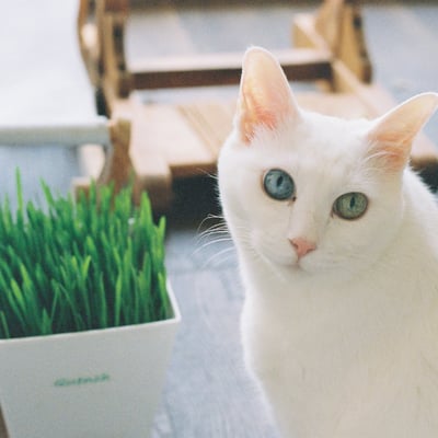 春は猫草