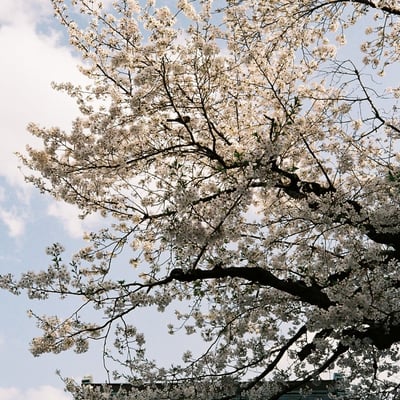 桜✕寺
