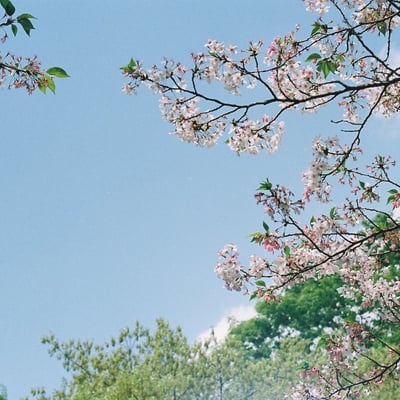 残桜