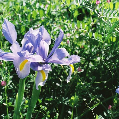 花