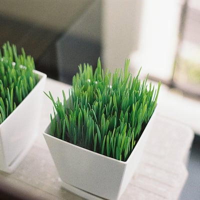 家に