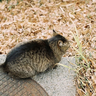 弘明寺公園の猫