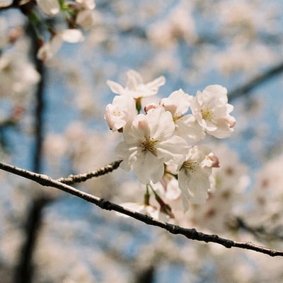 開花