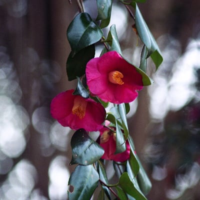 山茶花