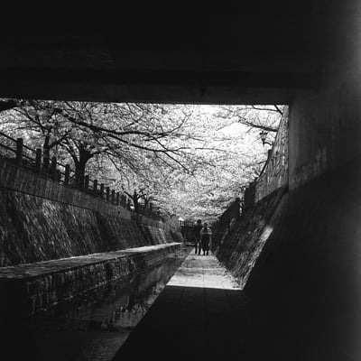 桜並木１