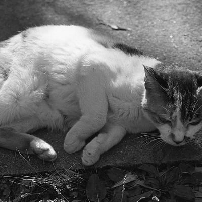 西南の杜湖畔公園で会った地域猫