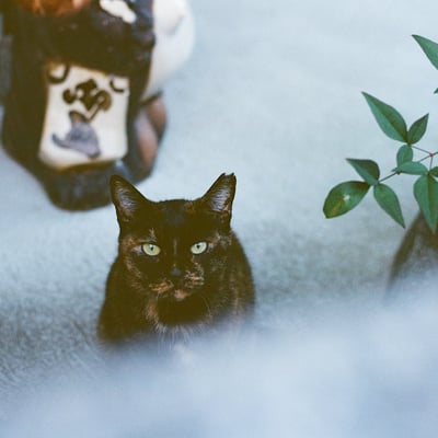 ハナ