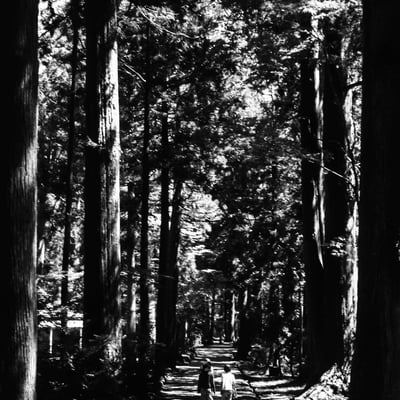 立山杉の参道