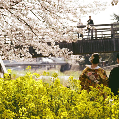 あの日見た桜　覚えてようね