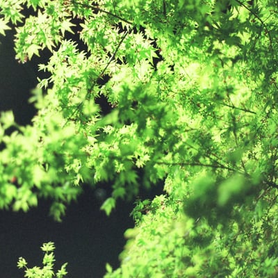 夏色紅葉