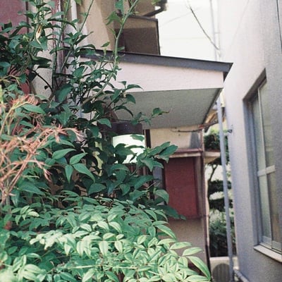 くすんだ緑