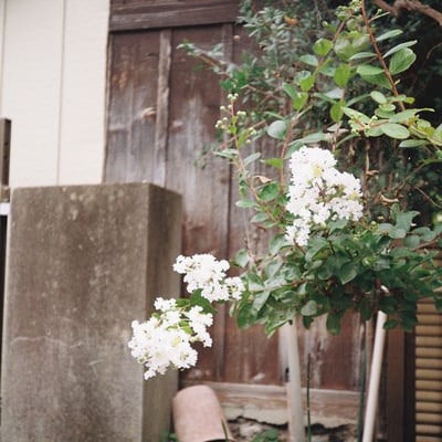 白い花